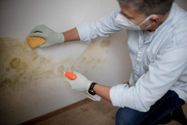 Best Mold Remediation  in Nicoma Park, OK