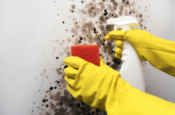 Best Same-Day Mold Removal  in Nicoma Park, OK