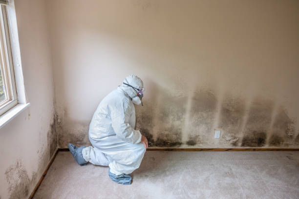 Office Mold Removal Services in Nicoma Park, OK