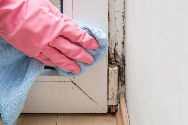 Best Residential Mold Removal  in Nicoma Park, OK